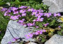 Aubrieta gracilis ©  Pandion Wild Tours